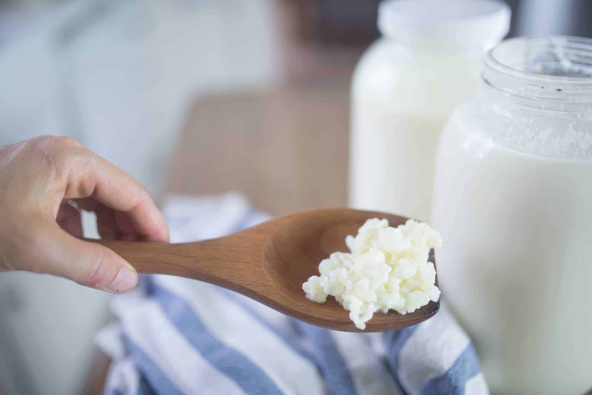 kefir grains on a spoon with jars of milk in the background.