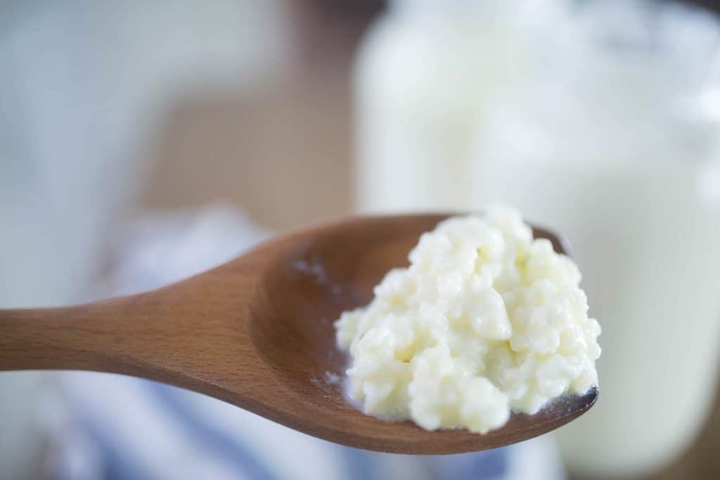 milk kefir grains on a wooden spoon with milk kefir in glass jars behind it