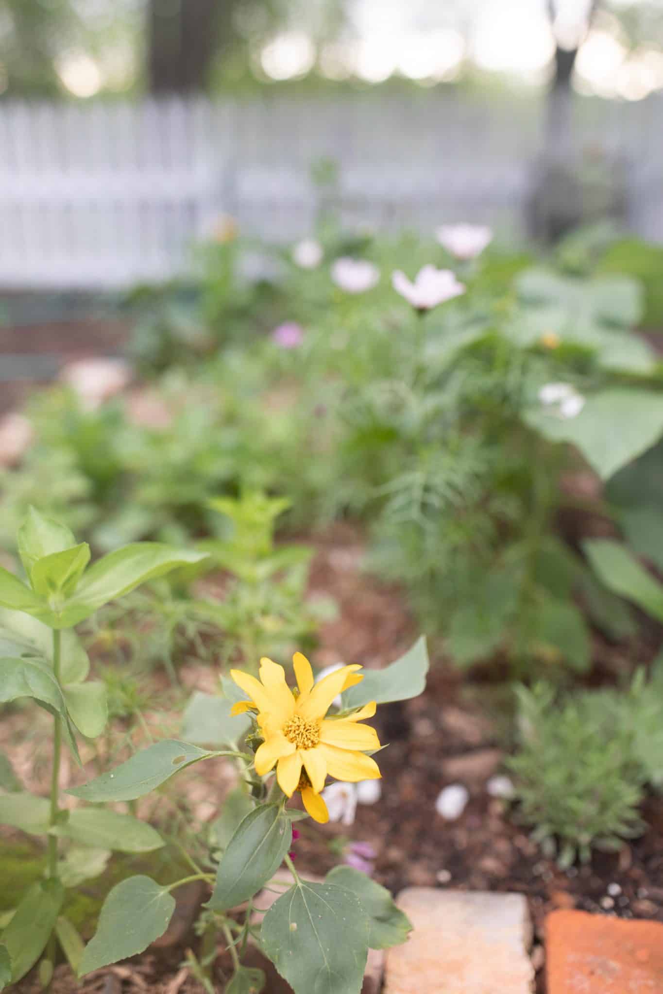 7 Tips For Growing A Cut Flower Garden And How To Make Beautiful