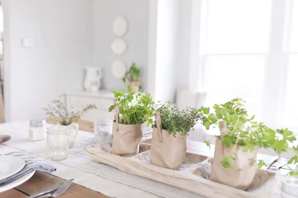 DIY Paper Pots potted herbs