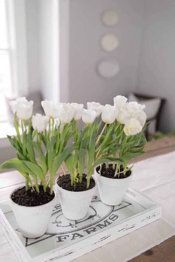 Simple Potted Tulip Centerpiece Farmhouse on Boone