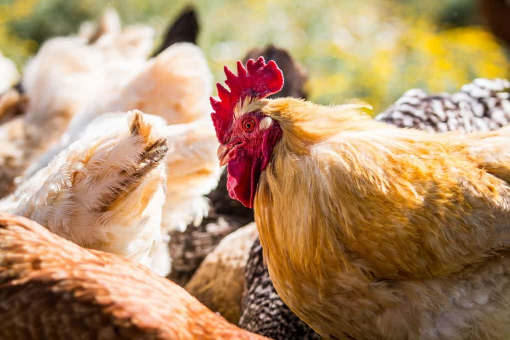 chicken setup for backyard chickens homesteading in the city