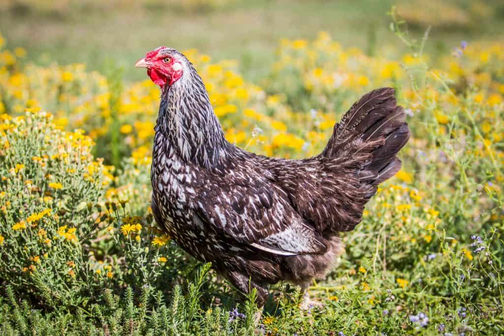 The essentials for raising backyard chickens