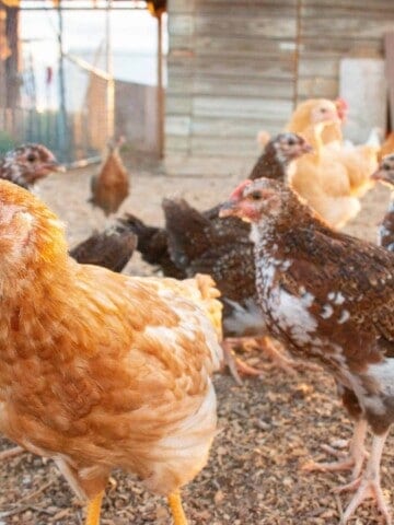 7 Essentials for Backyard Chickens