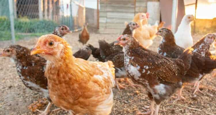 7 Essentials for Backyard Chickens