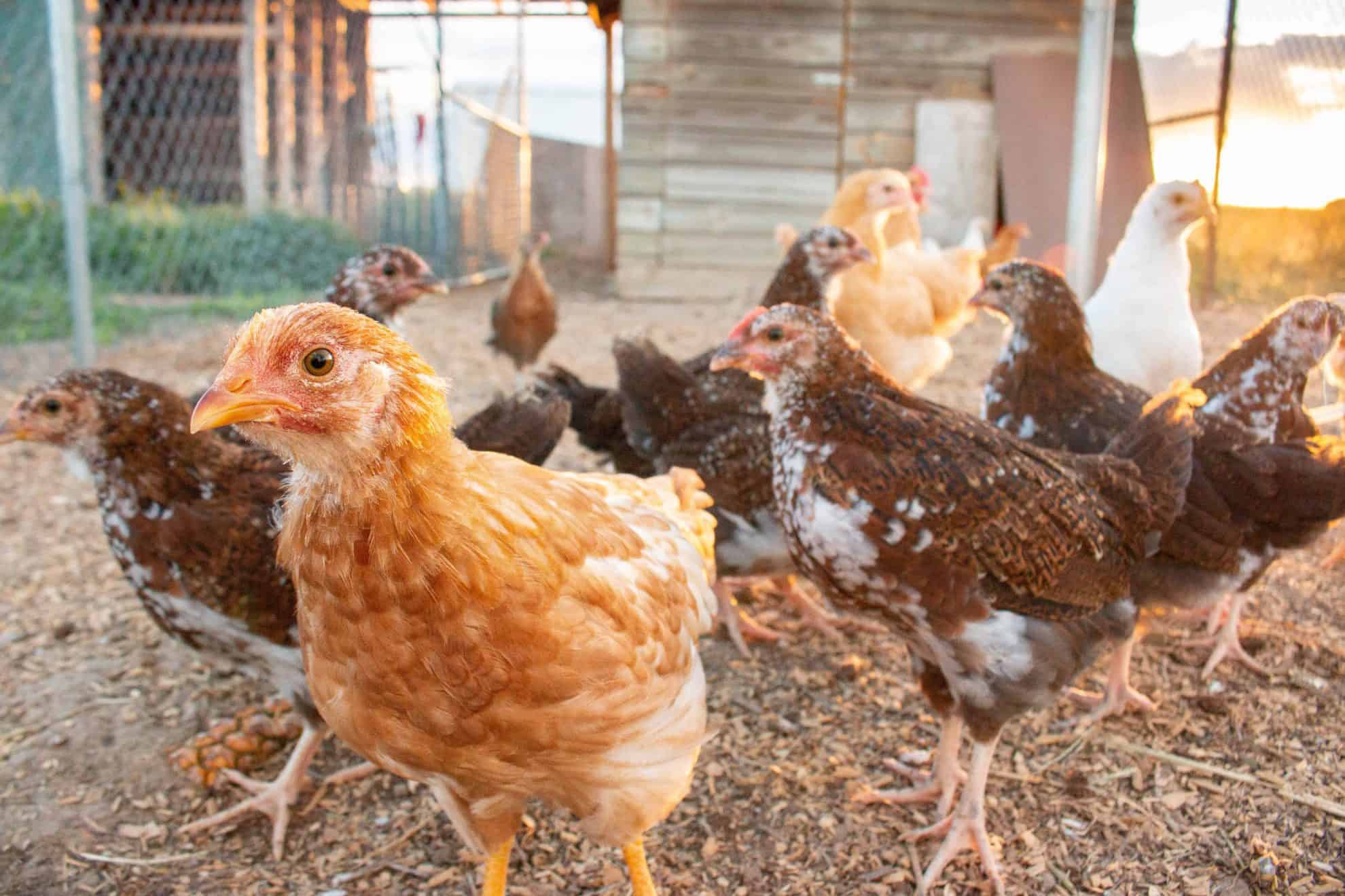 7 Essentials for Backyard Chickens