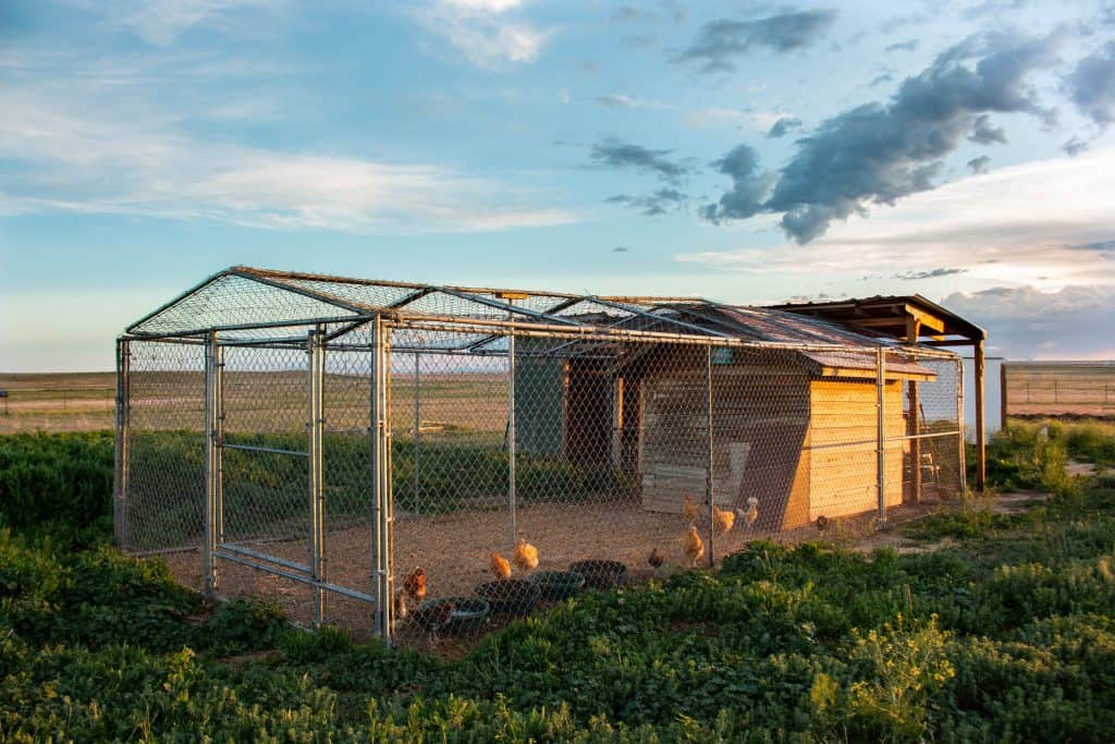 Chicken Coop Essentials: Providing Shelter from Extreme Temperatures