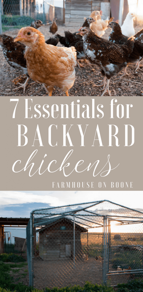 7 Essentials for the Backyard Chicken Coop 