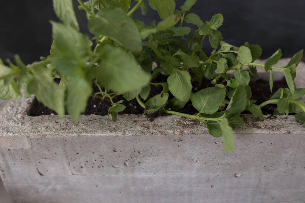 DIY concrete herb planter how to make 