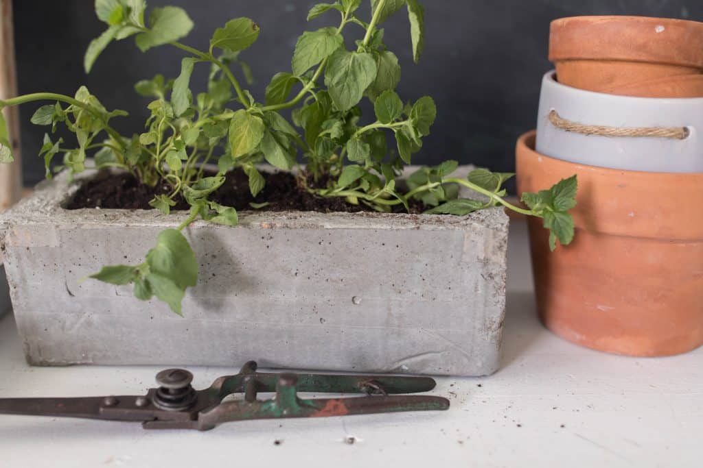 how to make a concrete herb planter diy concrete projects