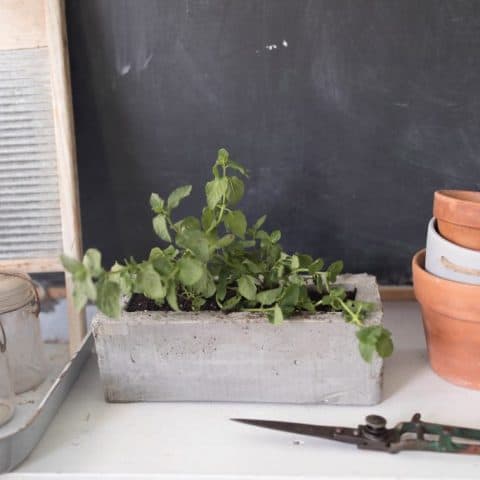 DIY Concrete Planter