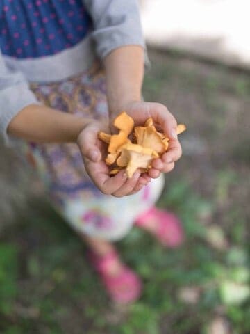 Foraging Chanterelle Mushrooms | Wild Edibles