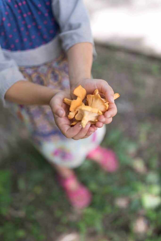 Girl holding out handfull of chanterelle mushrooms. Foraging Chanterelle Mushrooms | Wild Edibles