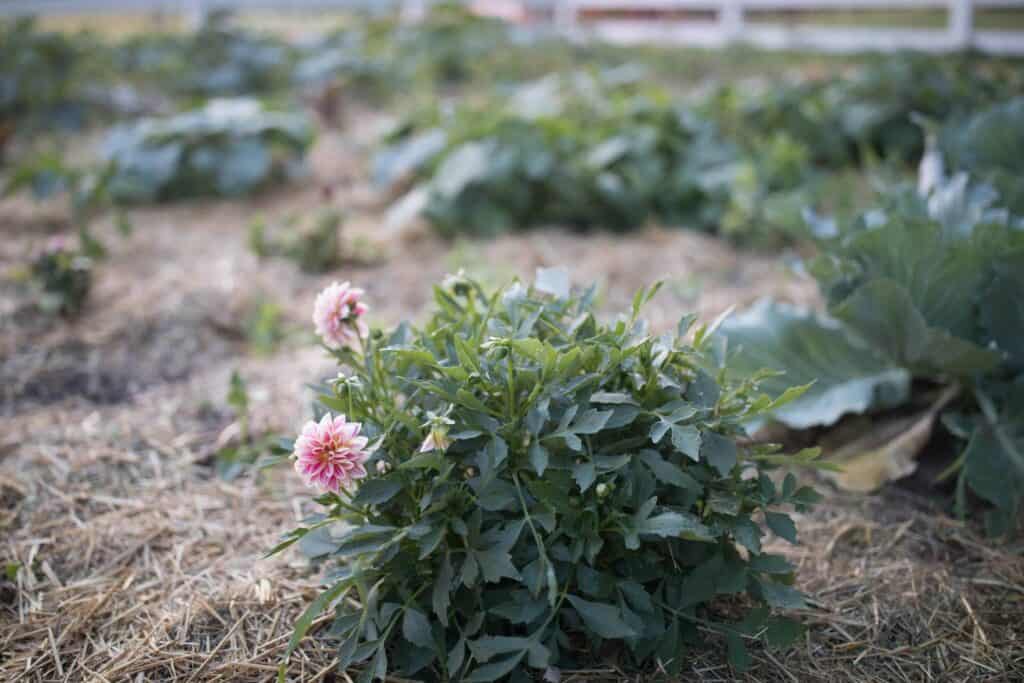 summer vegetable garden june garden tour farmhouse on boone dahlias