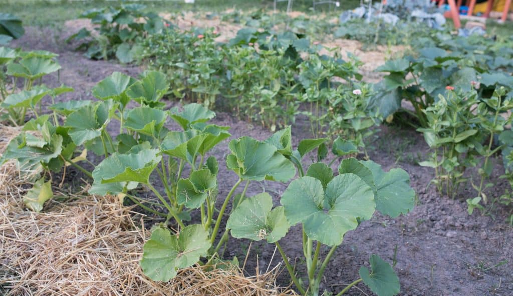 summer vegetable garden june garden tour zucchini