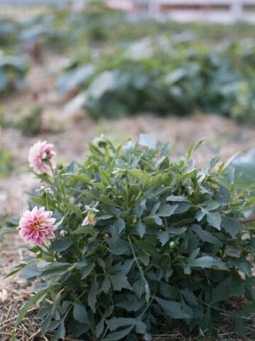 summer vegetable garden june garden tour farmhouse on boone dahlias