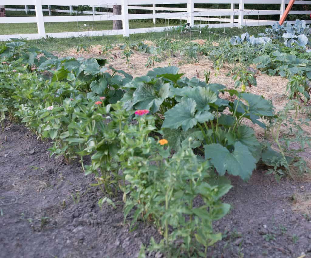 summer vegetable garden june garden tour farmhouse on boone zinnias