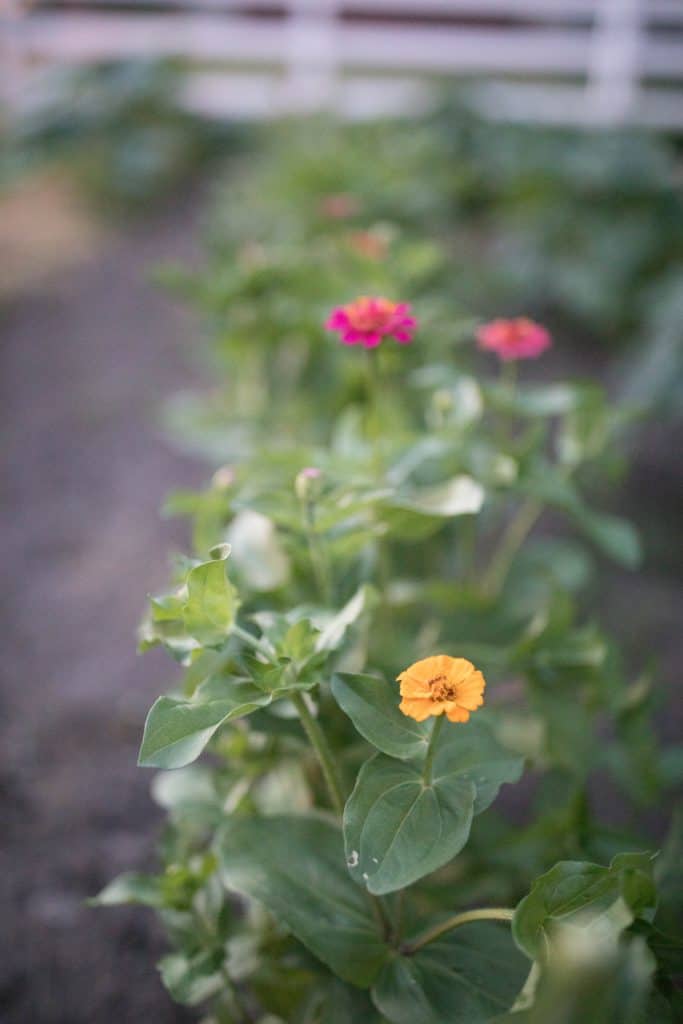 summer vegetable garden june garden tour zinnias