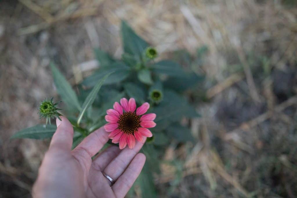 summer vegetable garden june garden tour echinacea