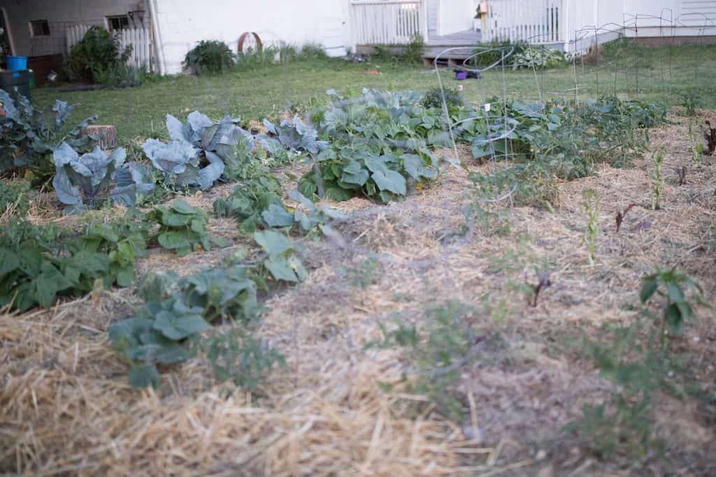 summer vegetable garden june garden tour farmhouse on boone