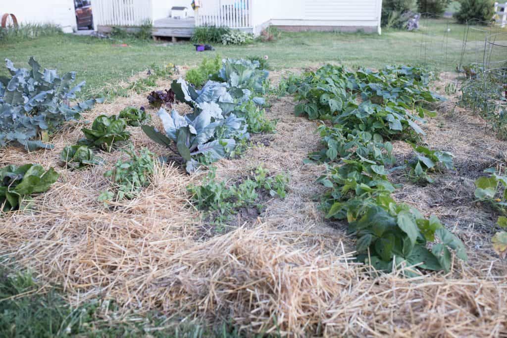 Summer vegetable garden june garden tour