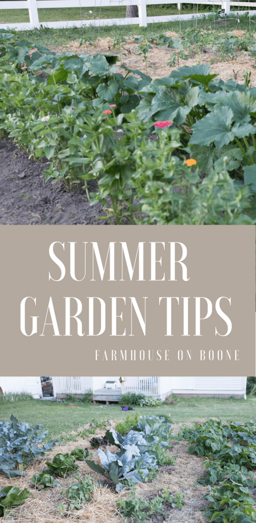 Summer vegetable garden tips