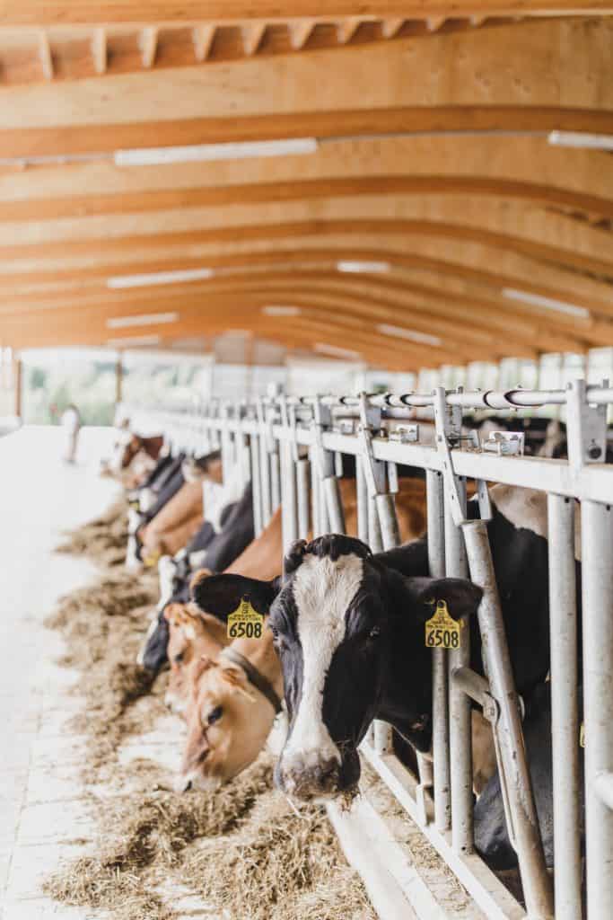 stonyfield organic farm tour