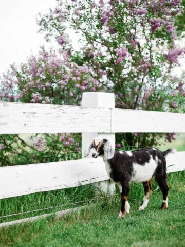 The Supplies You Need for raising Goats