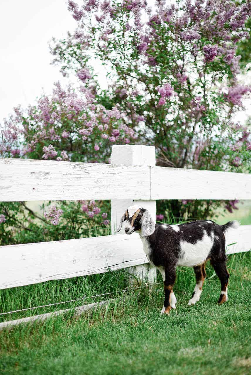 The Supplies You Need for raising Goats