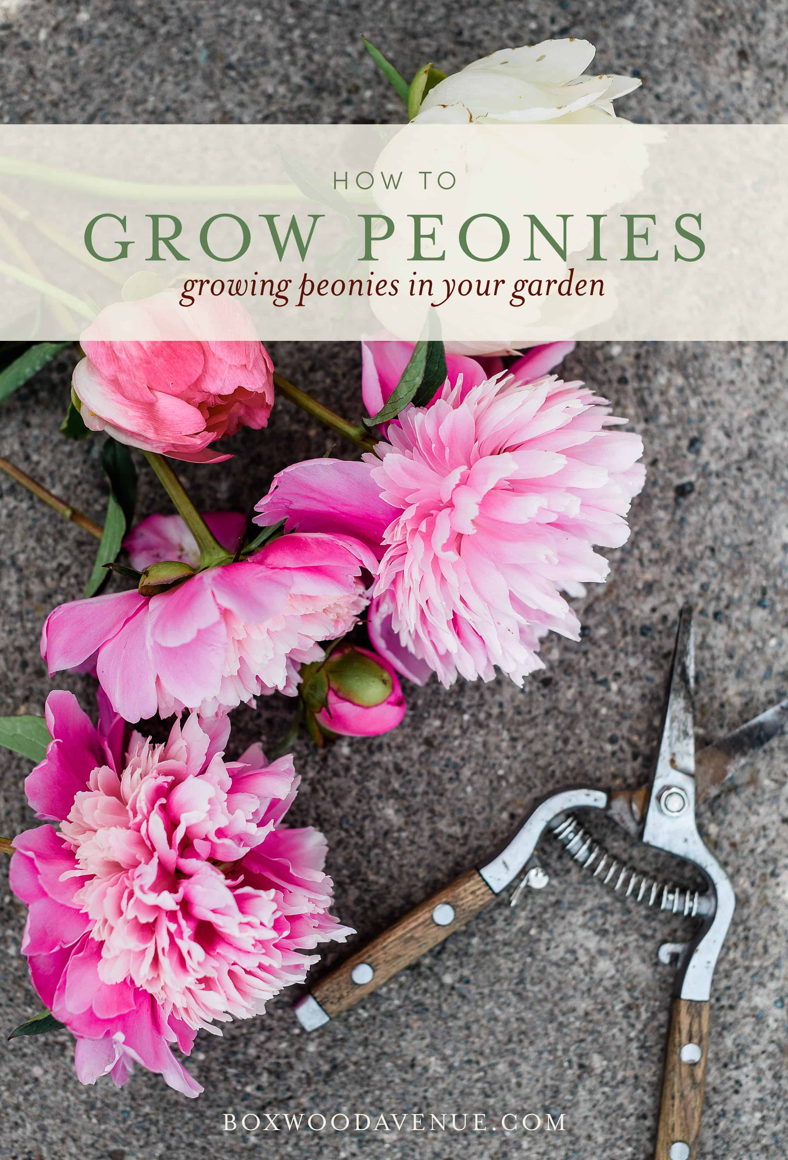 how to grow peonies | simple tutorial