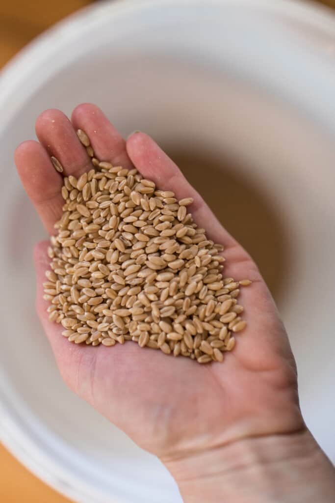 hand holding fresh wheat berries over a white bucket