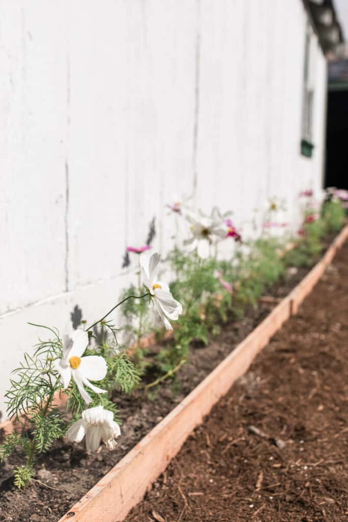 cedar raised bed for flower bed