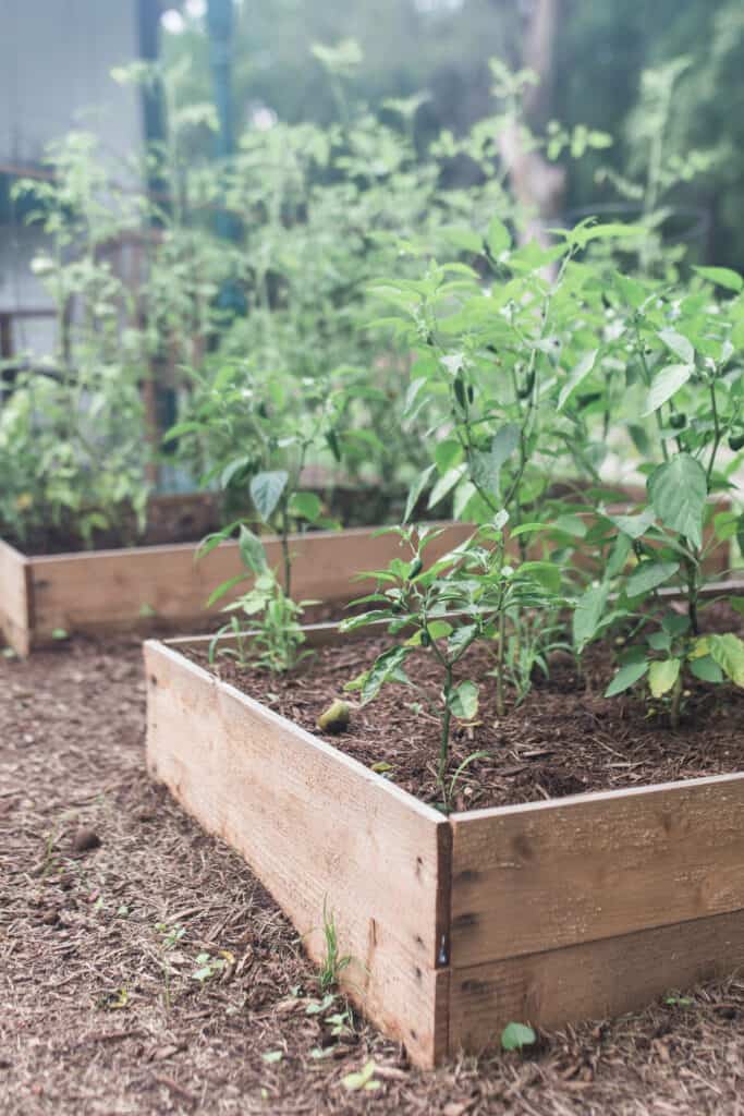 Cedar Raised Garden Bed 8x8