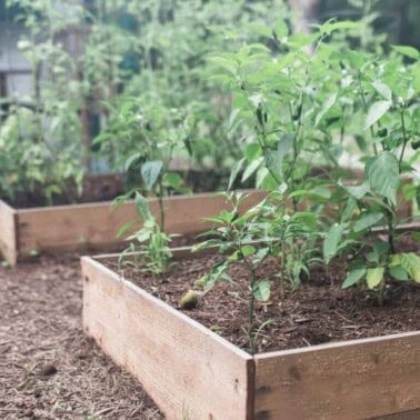 How To Build A Raised Garden Bed For Cheap - Farmhouse on Boone