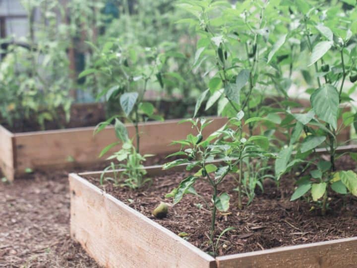How To Build A Raised Garden Bed For, How Thick Should The Wood Be For A Raised Garden Bed