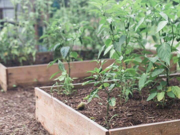 How To Build A Raised Garden Bed For Cheap Farmhouse On Boone