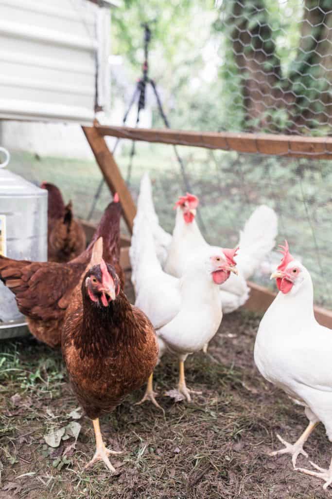 rhode island red chickens in a chicken tractor