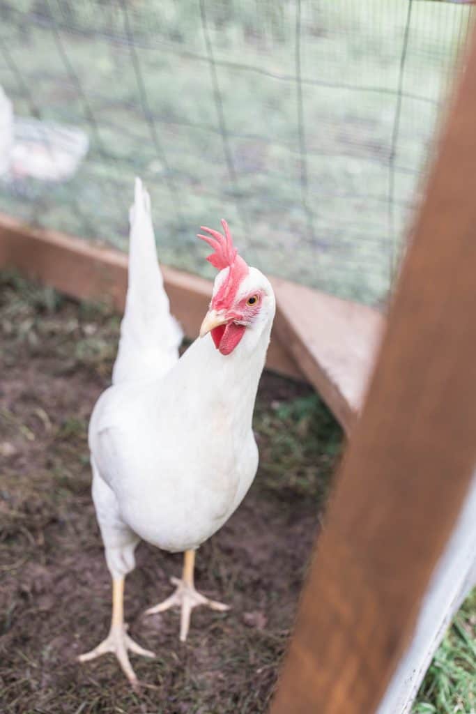 leghorn chicken in a chicken tractor - caring for chickens in winter