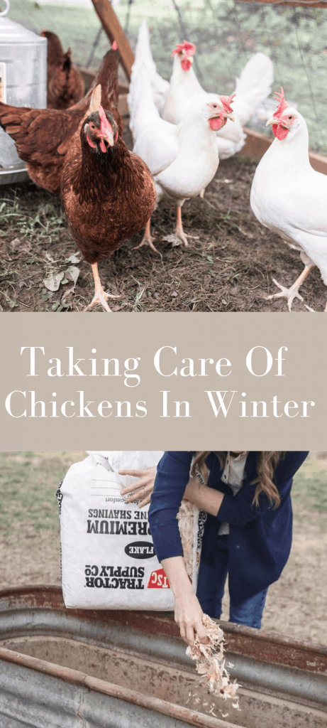 top picture of chickens in a chicken tractor. Bottom picture of women adding pine bedding to metal trough