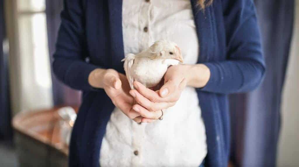 women holding baby chicks - how to care for chickens in winter
