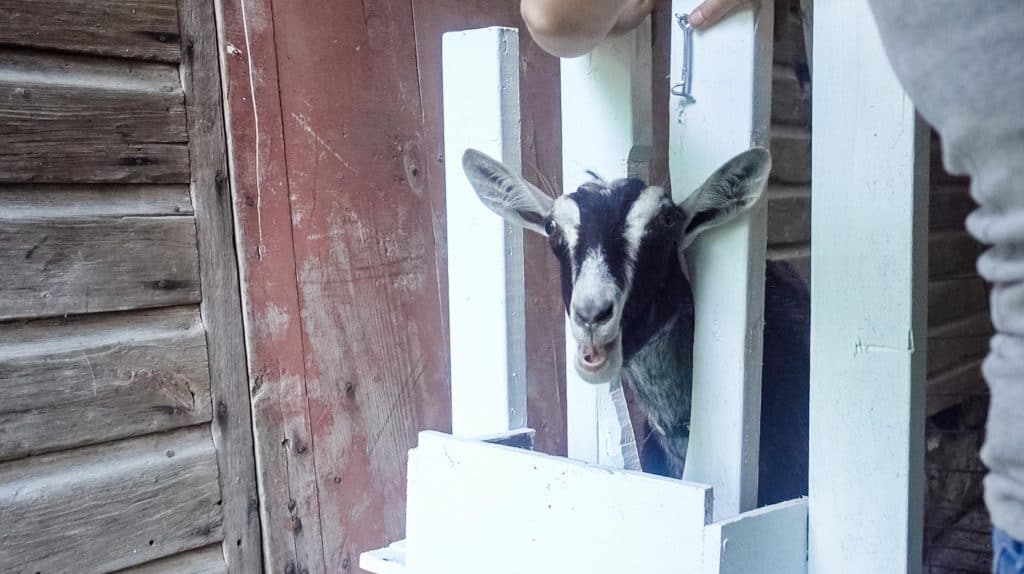 black and white goat standing on a goat stand with its head in a stanchion.