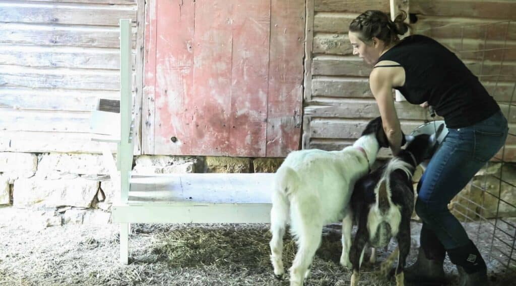 women holding a bucket trying to get a goat on a goat stanchion