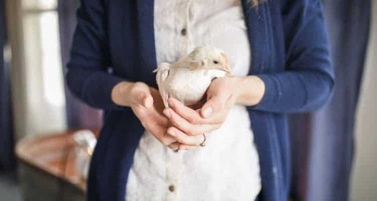 women holding baby chicken 