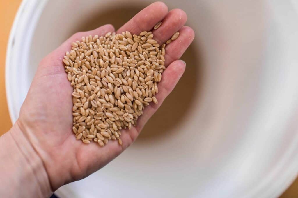 hand holding wheat berries over a bucket