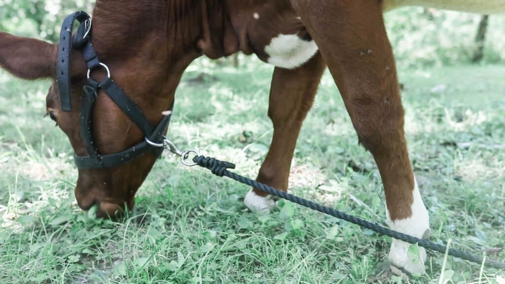 Guernsey calf on a halter and lead rope grazing on pasture.