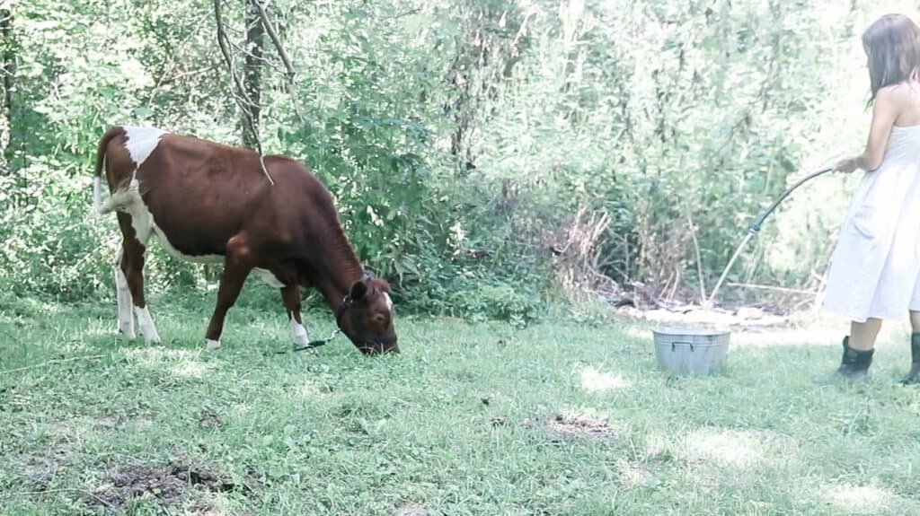 Guernsey calf grazing on grass. Women in a dress filling up a water bucket