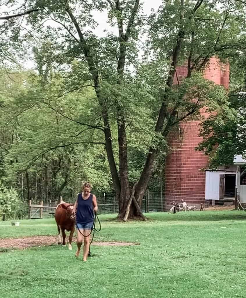 women halter breaking a calf and leading it through a grass field.