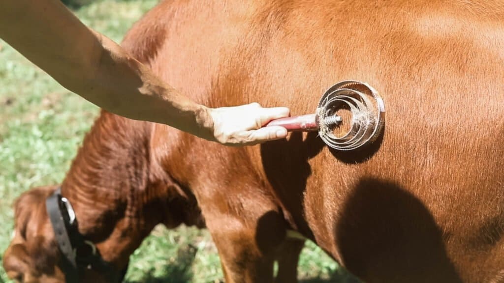 a cow being brushed with a curry comb