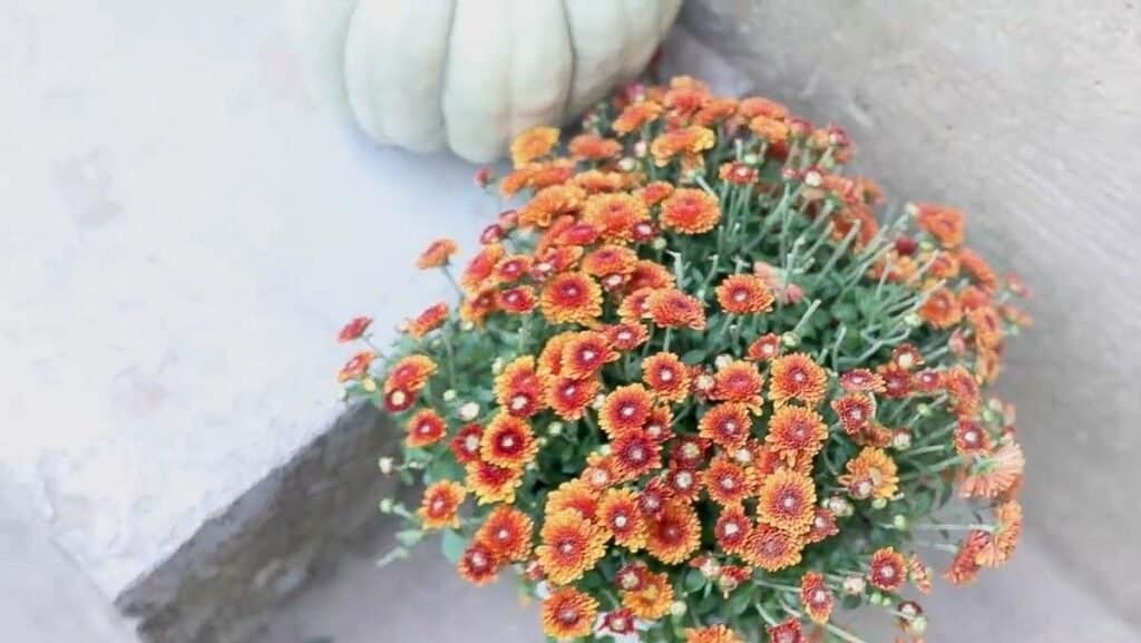 orange mums on stairs with green pumpkins