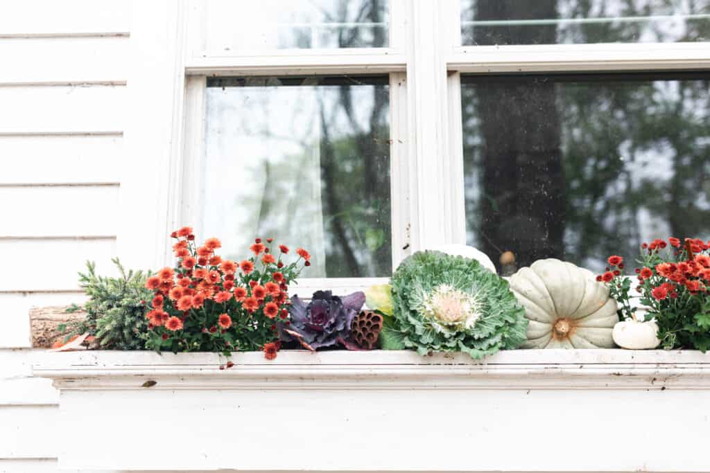 fall window box with mums, cabbages, pumpkins, and kales